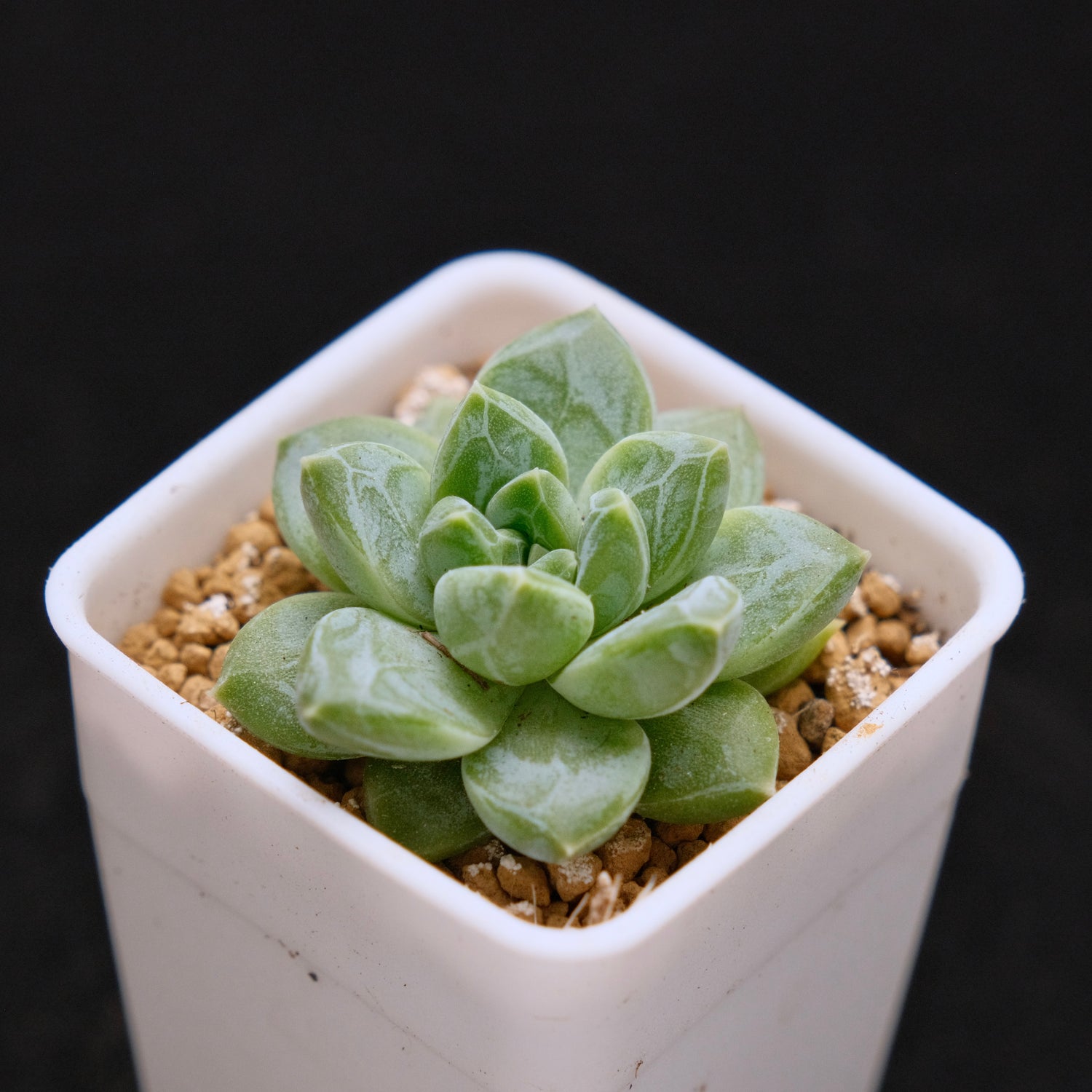 Pachyveria Genesis baby Korean Succulent Plant