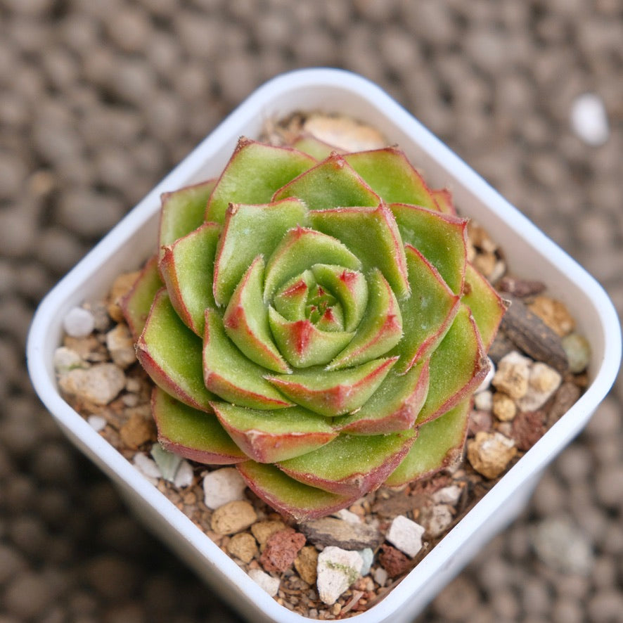 Echeveria Fuego Imported Succulent Plant