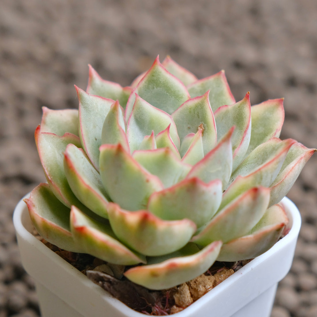 Variegated Echeveria Esther Imported Succulent Plant - B