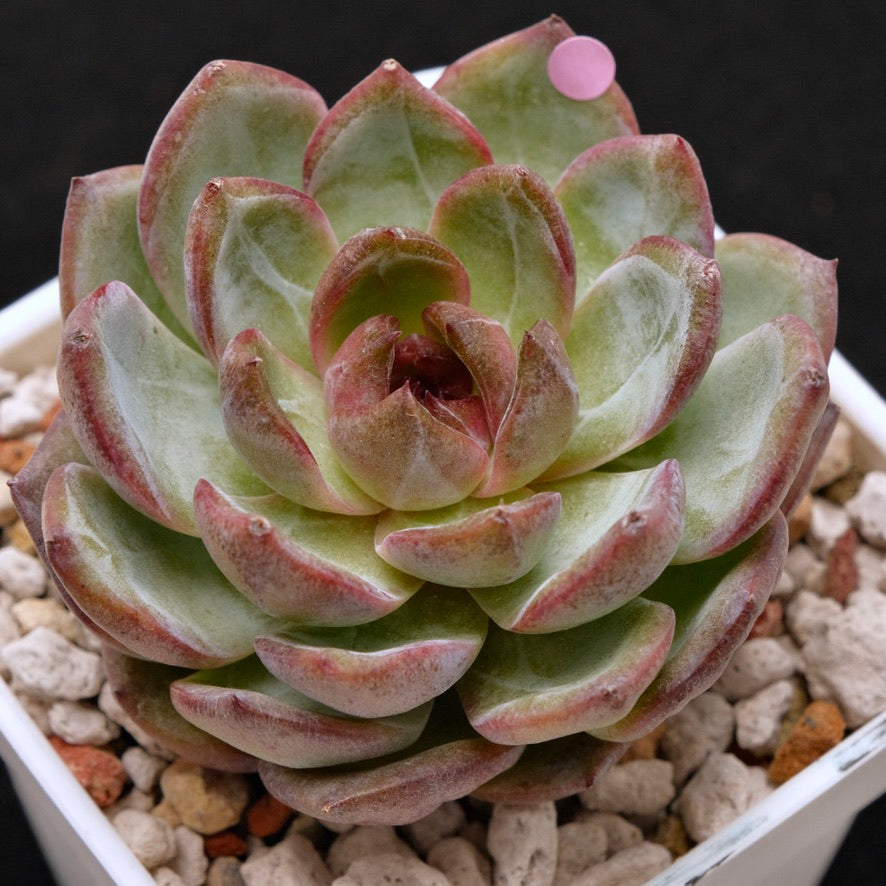 Big Echeveria Cherry Frappe Korean Succulent Plant