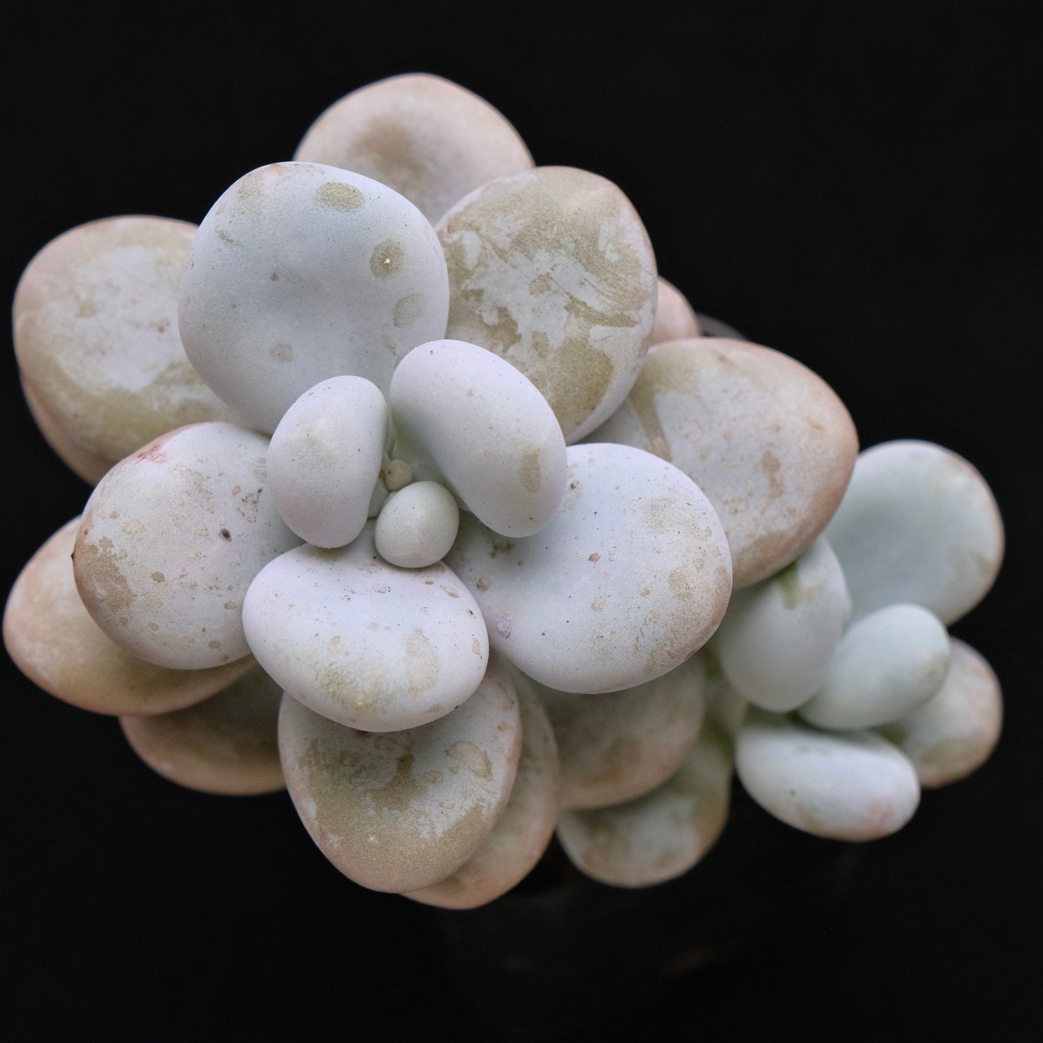 Graptophytum Royal Pretty Korean Succulent Plant