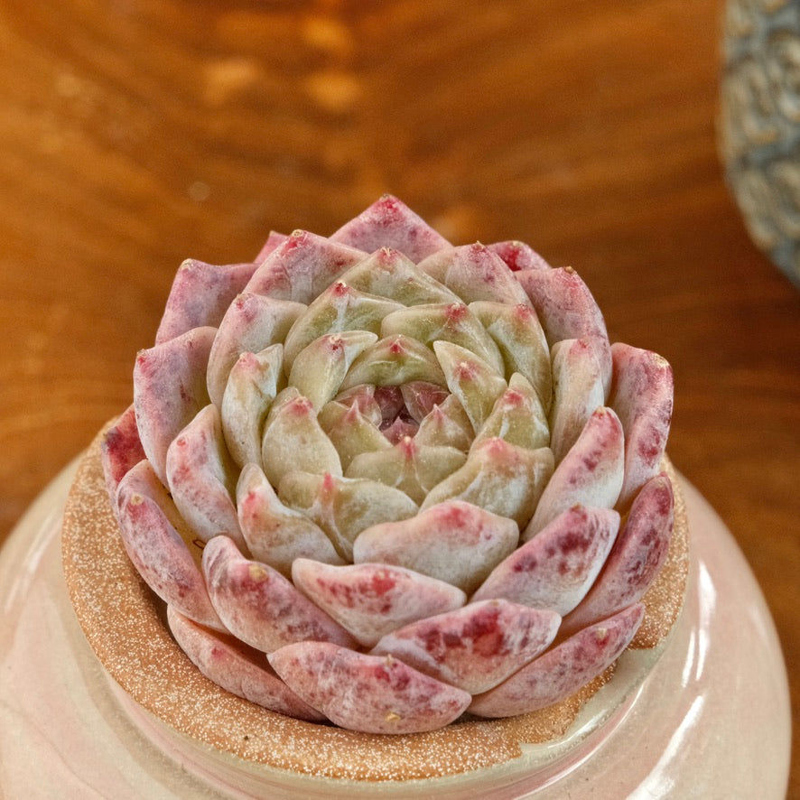 Echeveria Jelly hybrid Imported Succulent Plant
