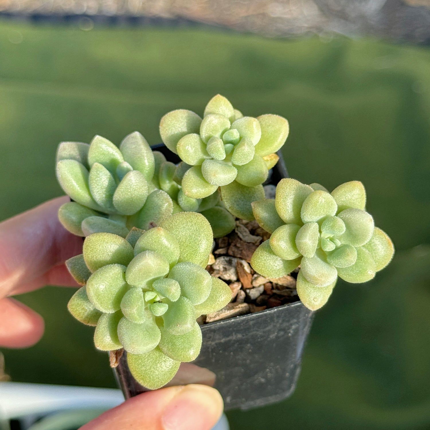 Graptosedum Angel Kiwi Korean Succulent Plant Air Magic hybrid