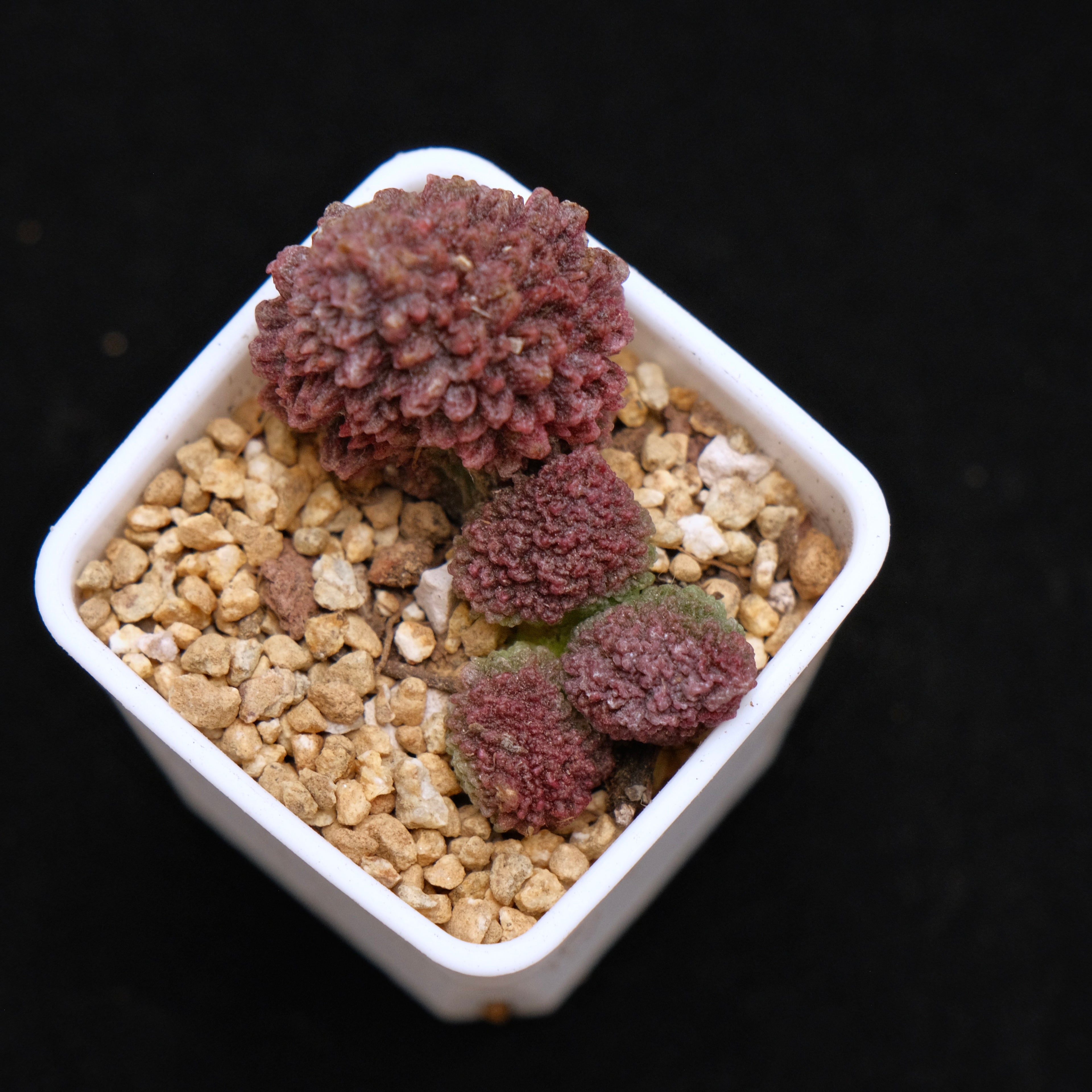 Adromischus herrei baby Korean Succulent Plant