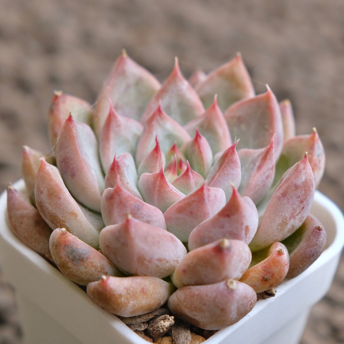 Echeveria Tripoli Imported Succulent Plant