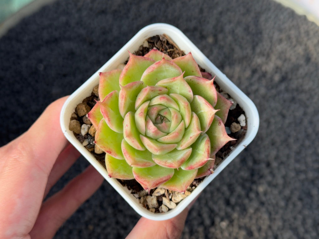 Echeveria Ruby High Korean Succulent Plant Changhee Hybrid