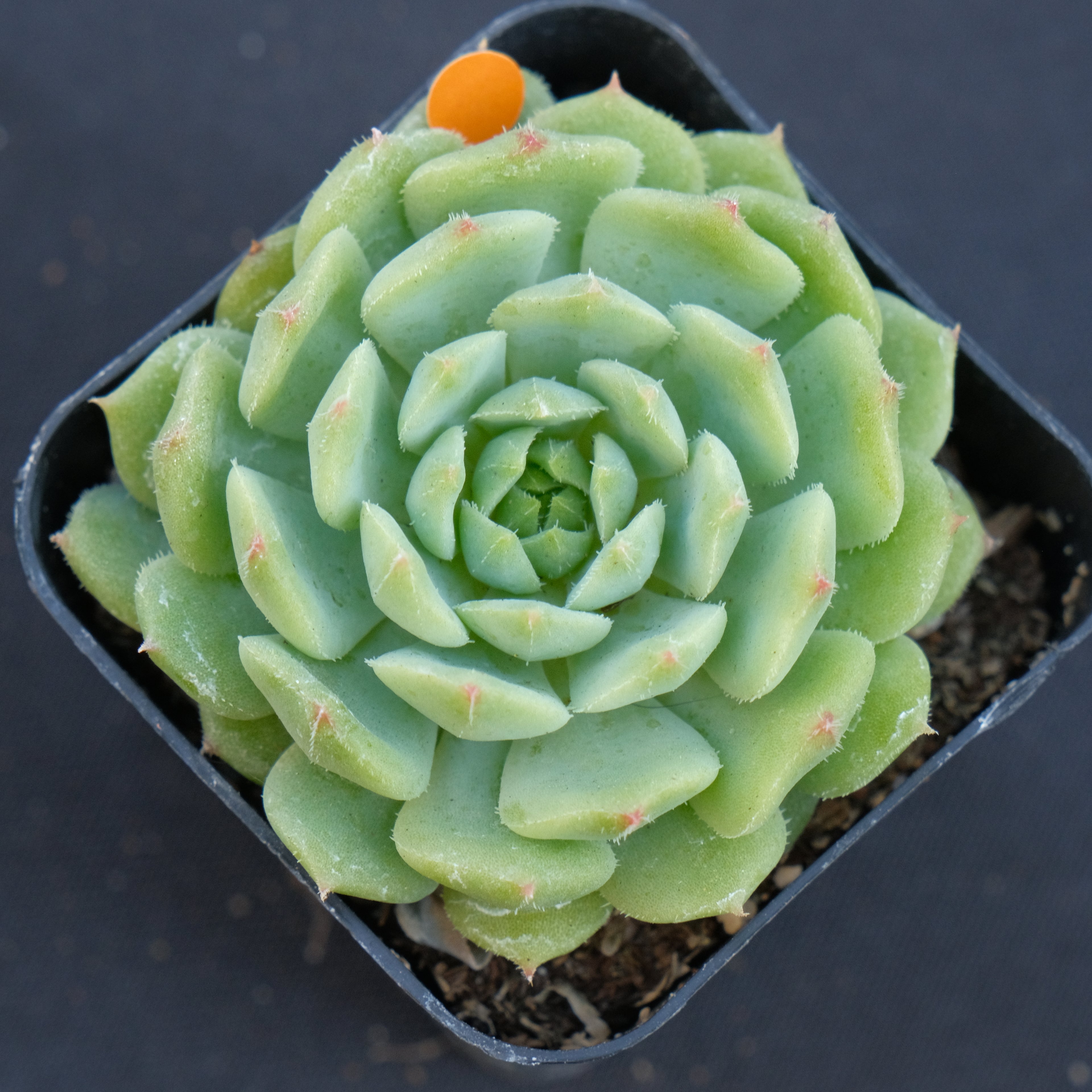 Echeveria Dondo Succulent Plant