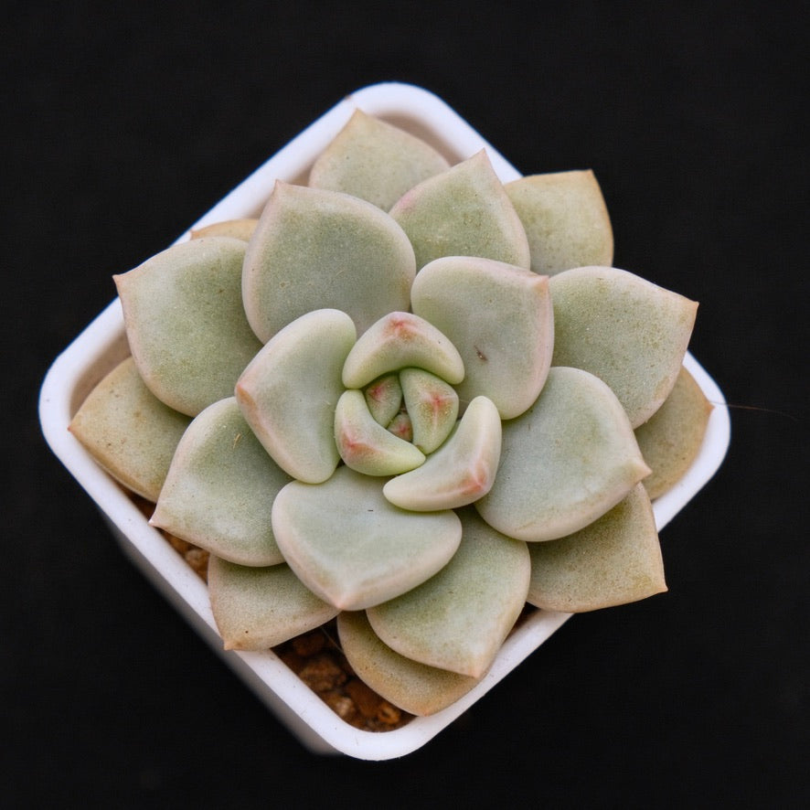 Graptoveria Pink Rosa Korean Succulent Plant Hwaga Hybrid