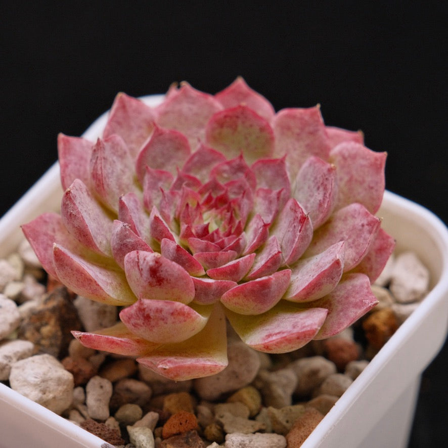 Echeveria Baskin Robbins Korean Succulent Plant *New*