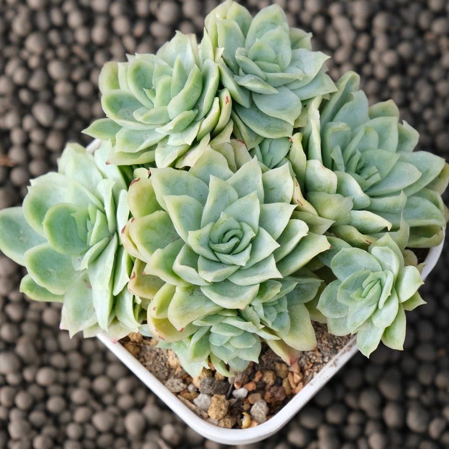 Monstrose Echeveria Rose Queen Korean Succulent Plant