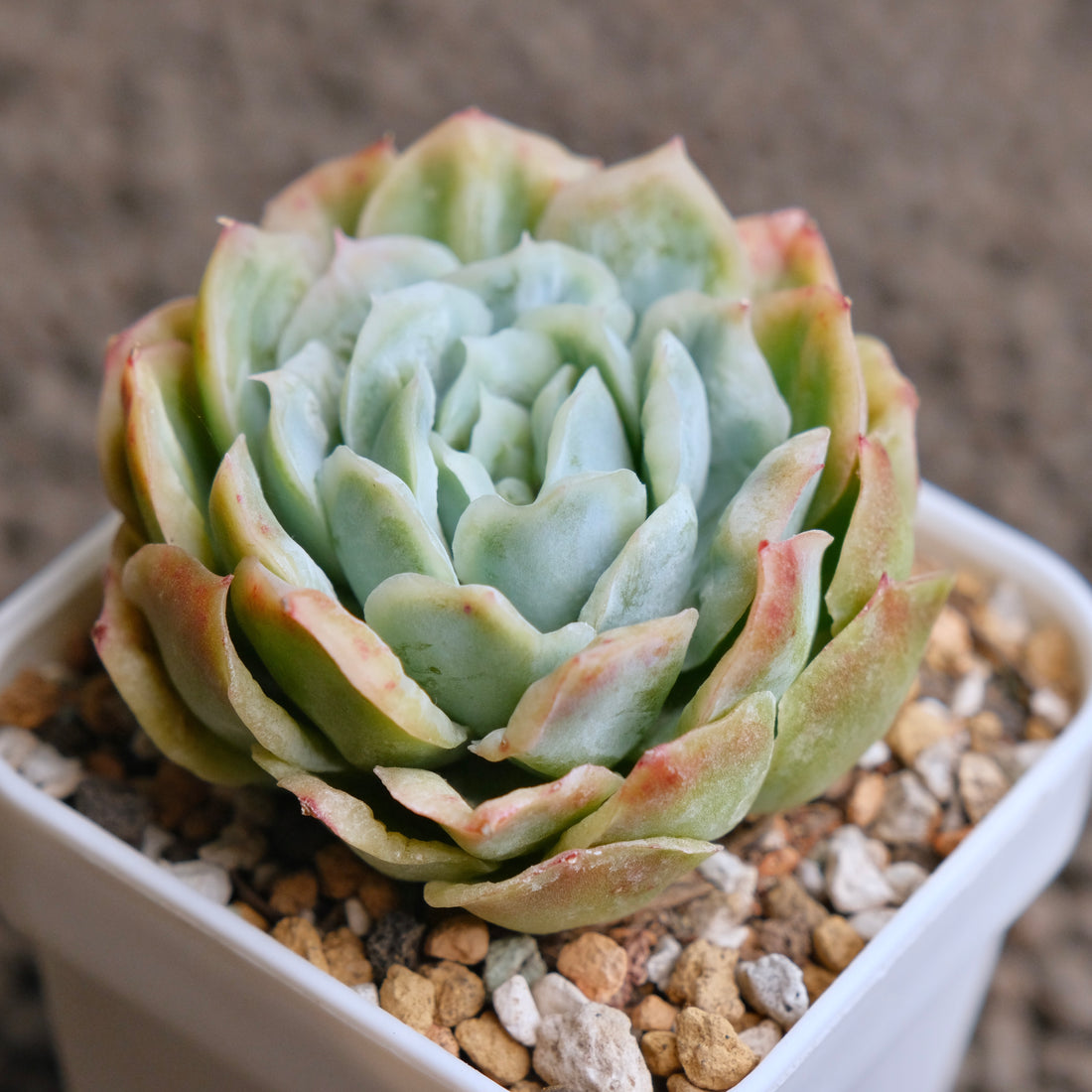 Monstrose Echeveria Bubble Rose Imported Succulent Plant - B