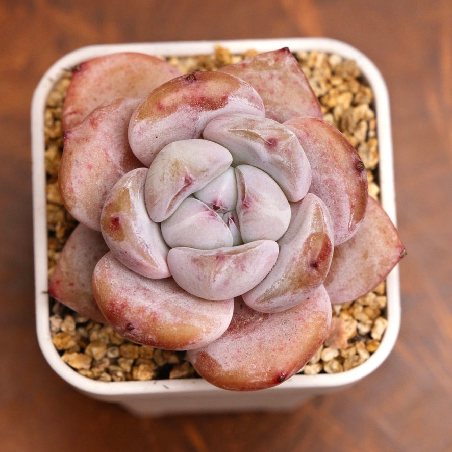 Echeveria Snow White Imported Succulent Plant