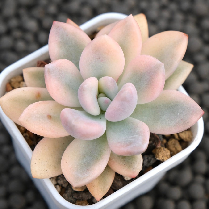 Variegated Graptoveria Opalina Korean Succulent Plant