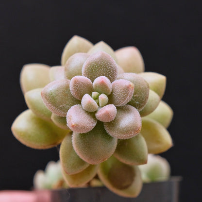 Graptosedum Angel Kiwi Korean Succulent Plant Air Magic hybrid