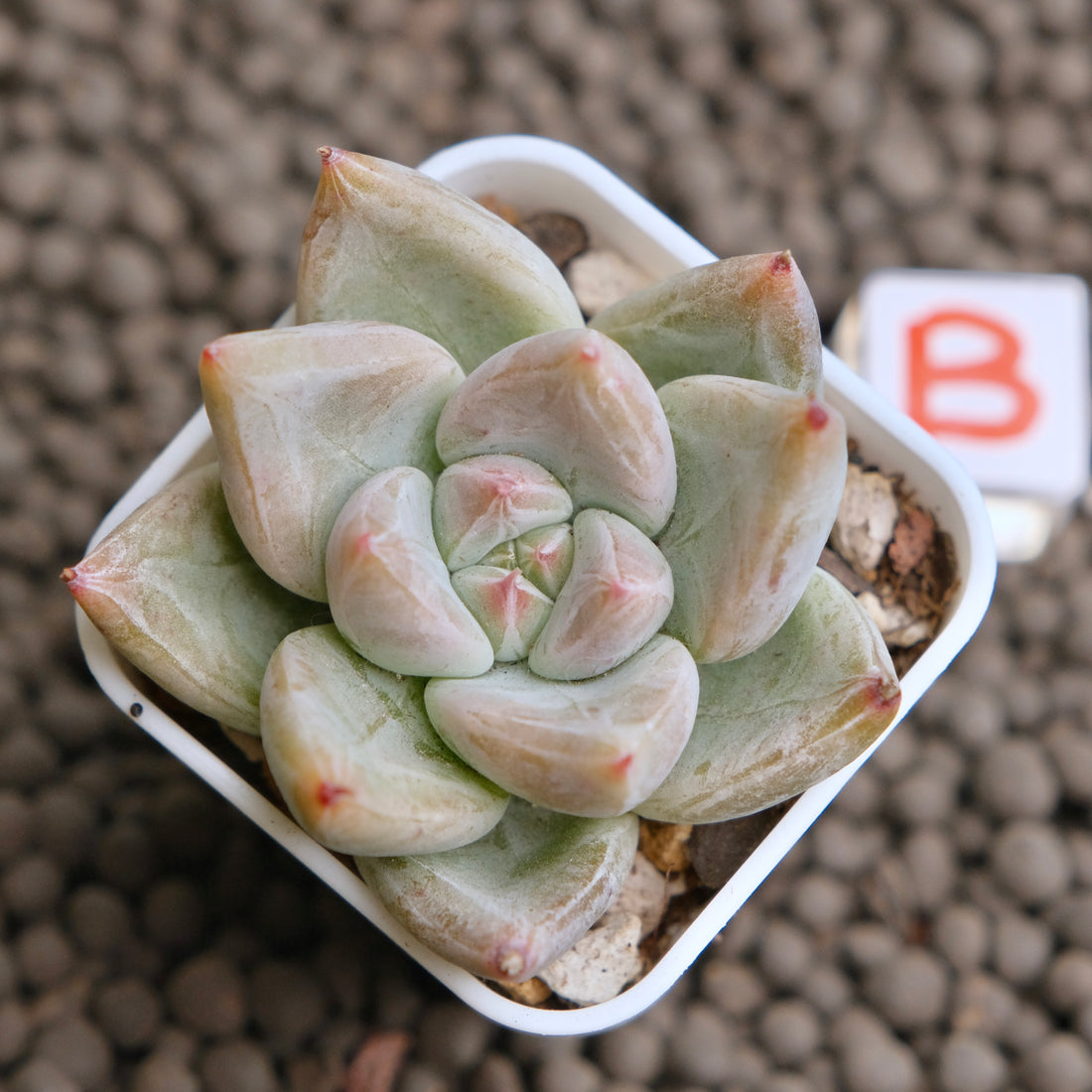 Echeveria Toli x Tapalpa Korean Succulent Plant - B