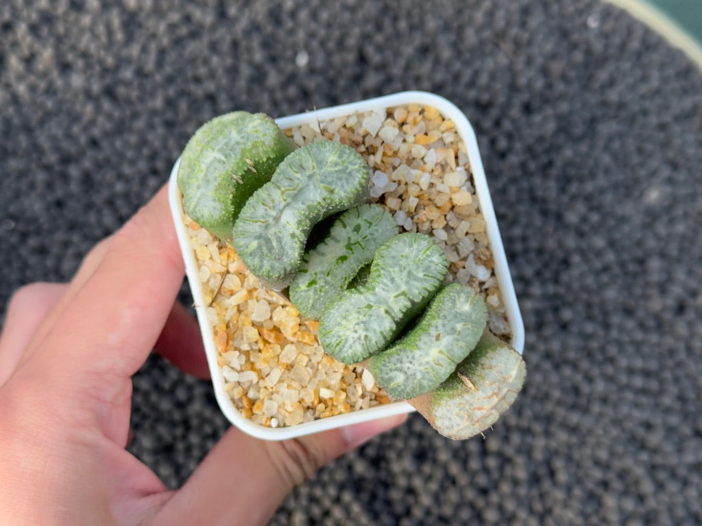 Haworthia truncata (L) Imported Succulent Plant