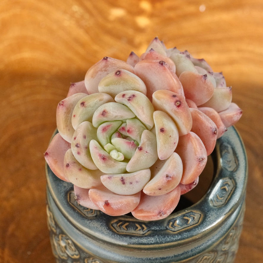 Pink Echeveria Zaragoza hybrid Imported Succulent Plant *New*