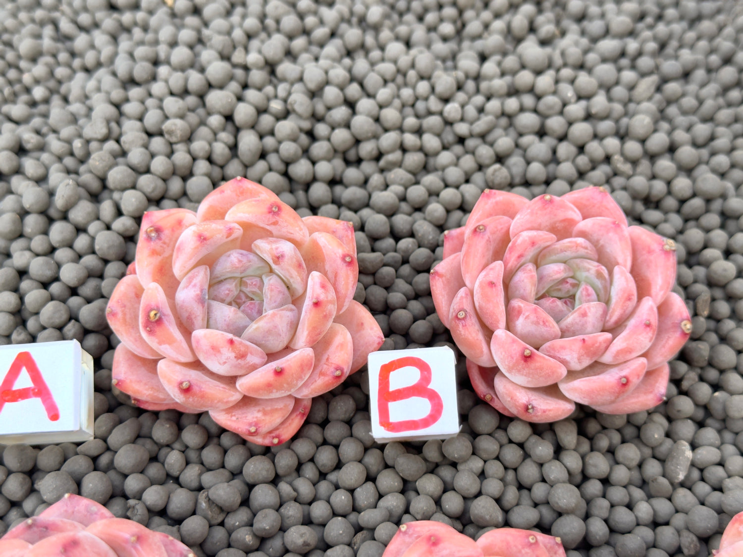 Echeveria Strawberry Cutie Imported Succulent Plant