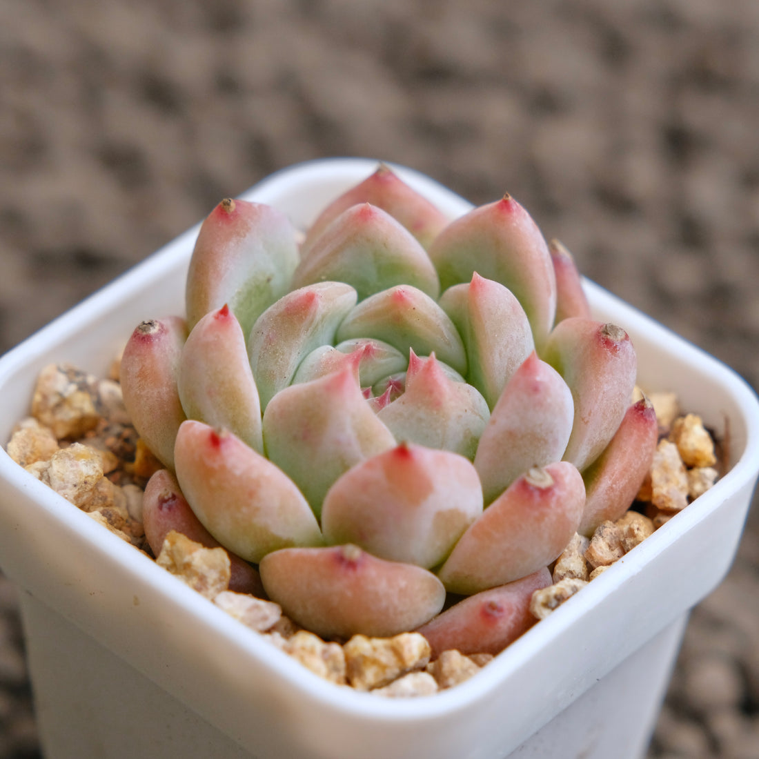 Echeveria Pink Colorata Imported Succulent Plant