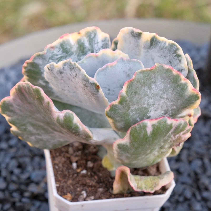 Variegated Cotyledon undulata Korean Succulent Plant