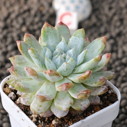 Echeveria Snow Peak Korean Succulent Plant New Changhee Hybrid