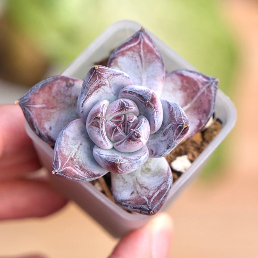 Echeveria Black Sabbath Korean Succulent Plant