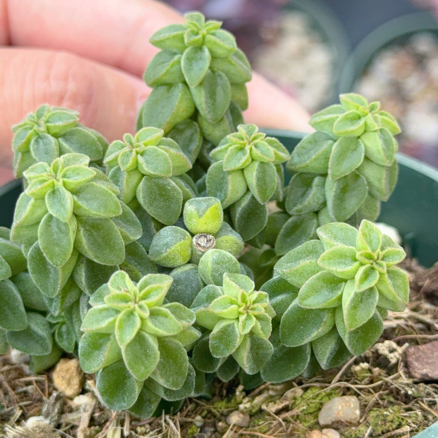 Peperomia columella Succulent Plant
