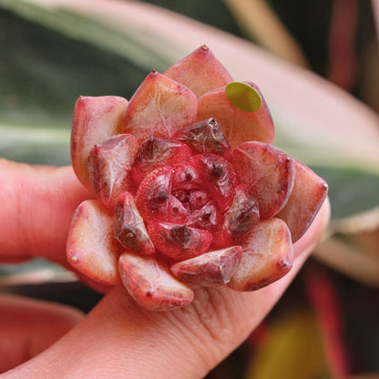 Echeveria Blood Cherry Korean Succulent Plant *New*