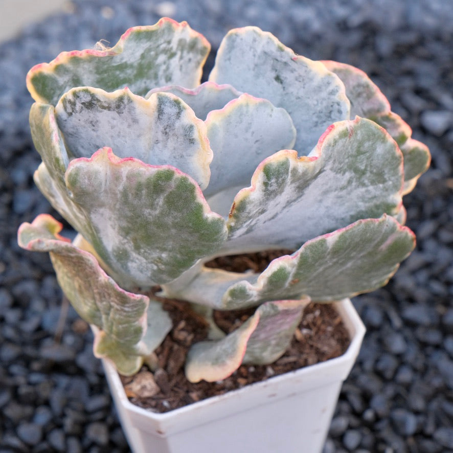 Variegated Cotyledon undulata Korean Succulent Plant