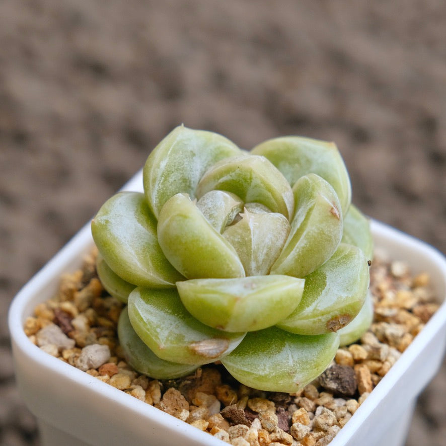 Echeveria Silky Imported Succulent Plant