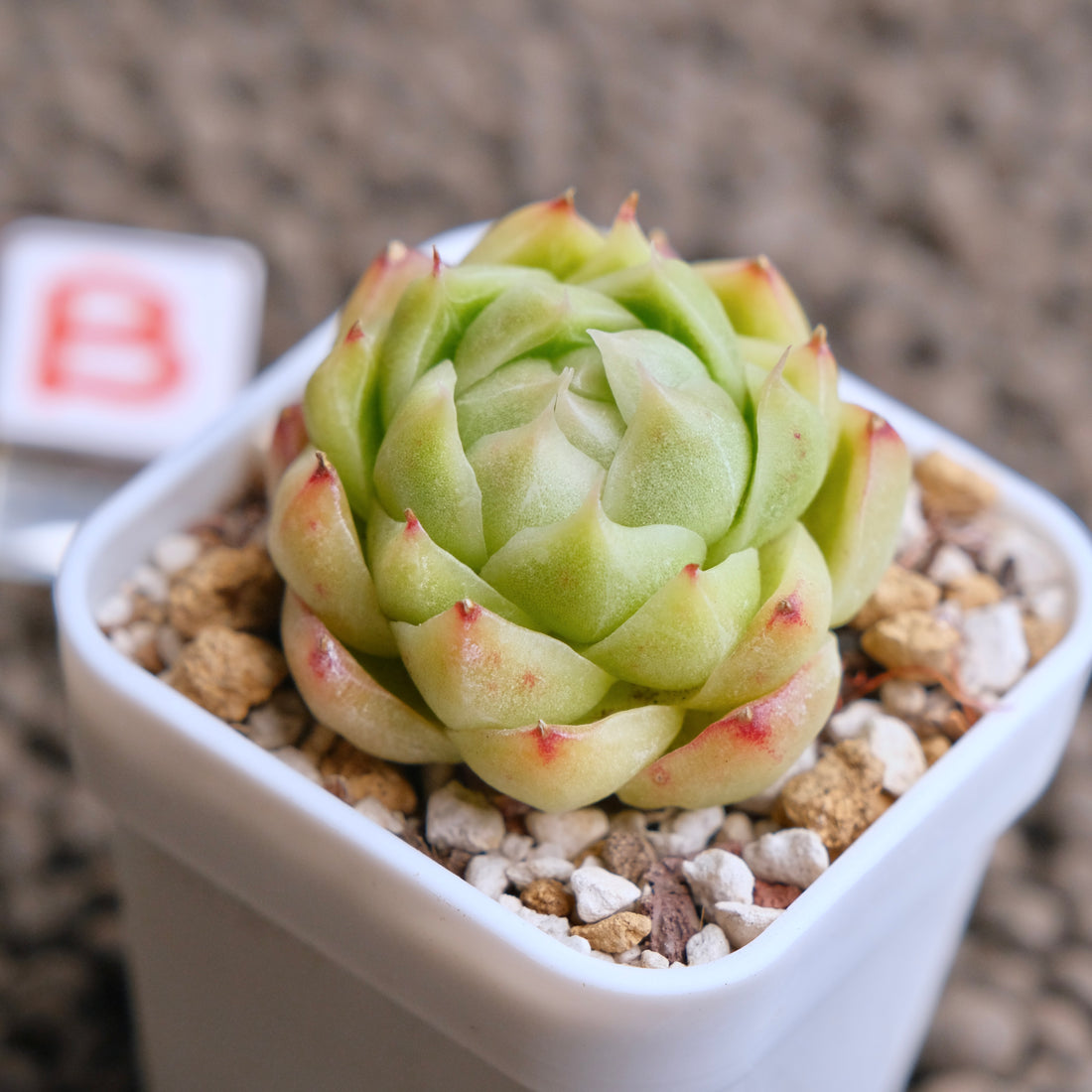 Echeveria Smooth Peach Imported Succulent Plant - B