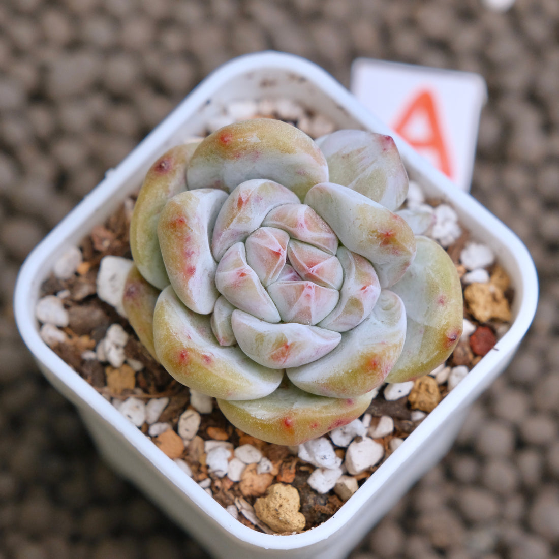 Echeveria Hoshikage Imported Succulent Plant - A