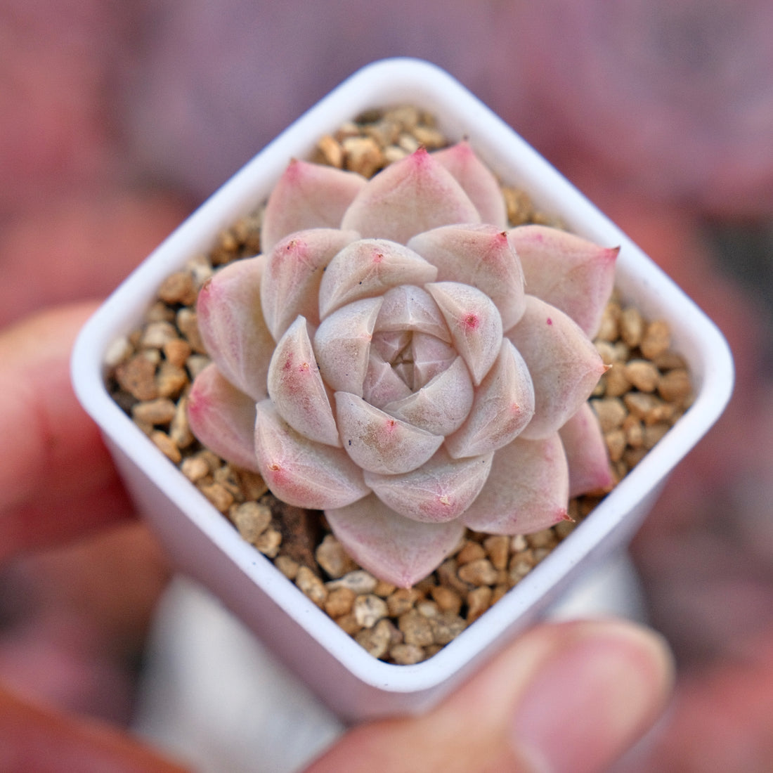 Echeveria hyalina hybrid Imported Succulent Plant *New*