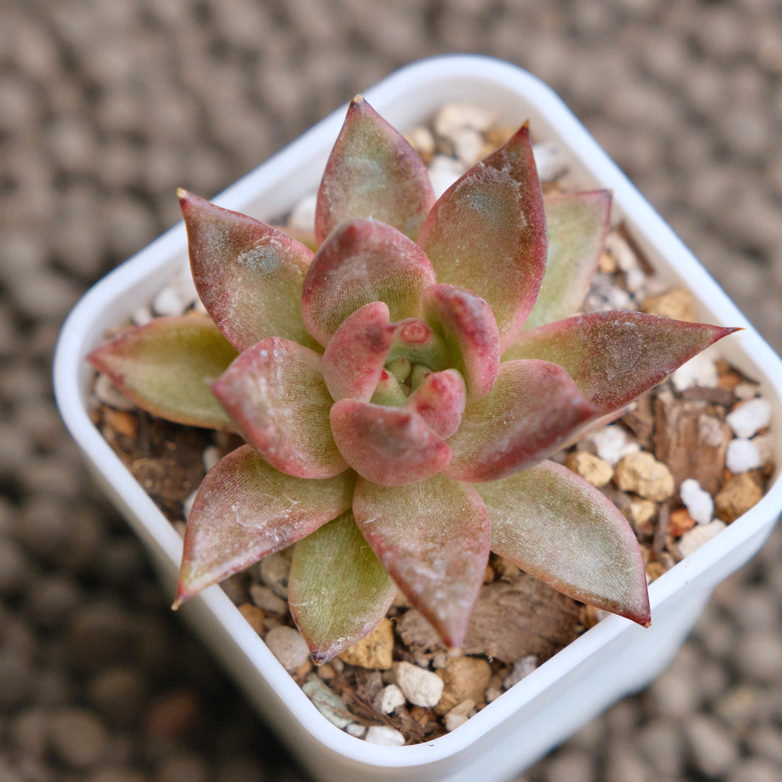 Echeveria Nike Imported Succulent Plant