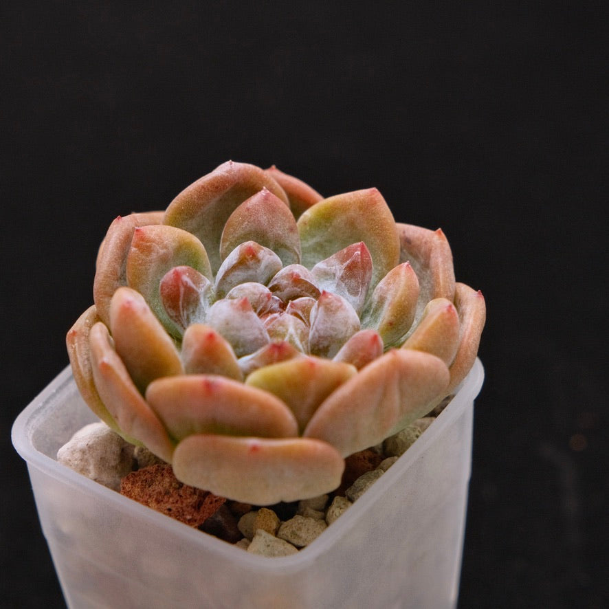 Echeveria hybrid Korean Succulent Plant *New*