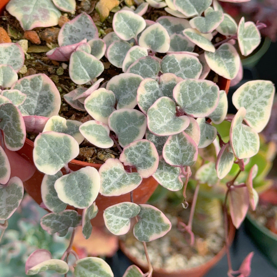 Variegated String of Hearts Succulent Plant