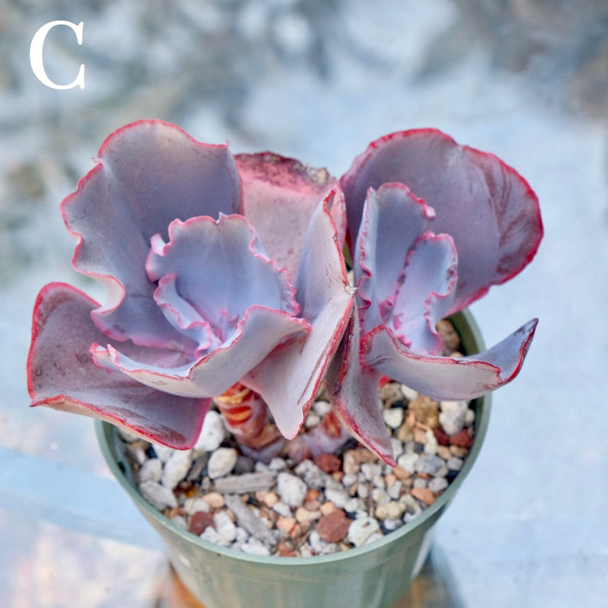 Echeveria Valentine - Rare Dick Wright hybrid - C