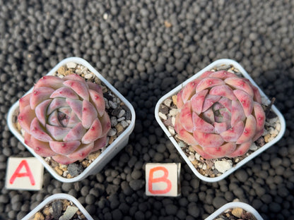 Echeveria Pink Lina Imported Succulent Plant