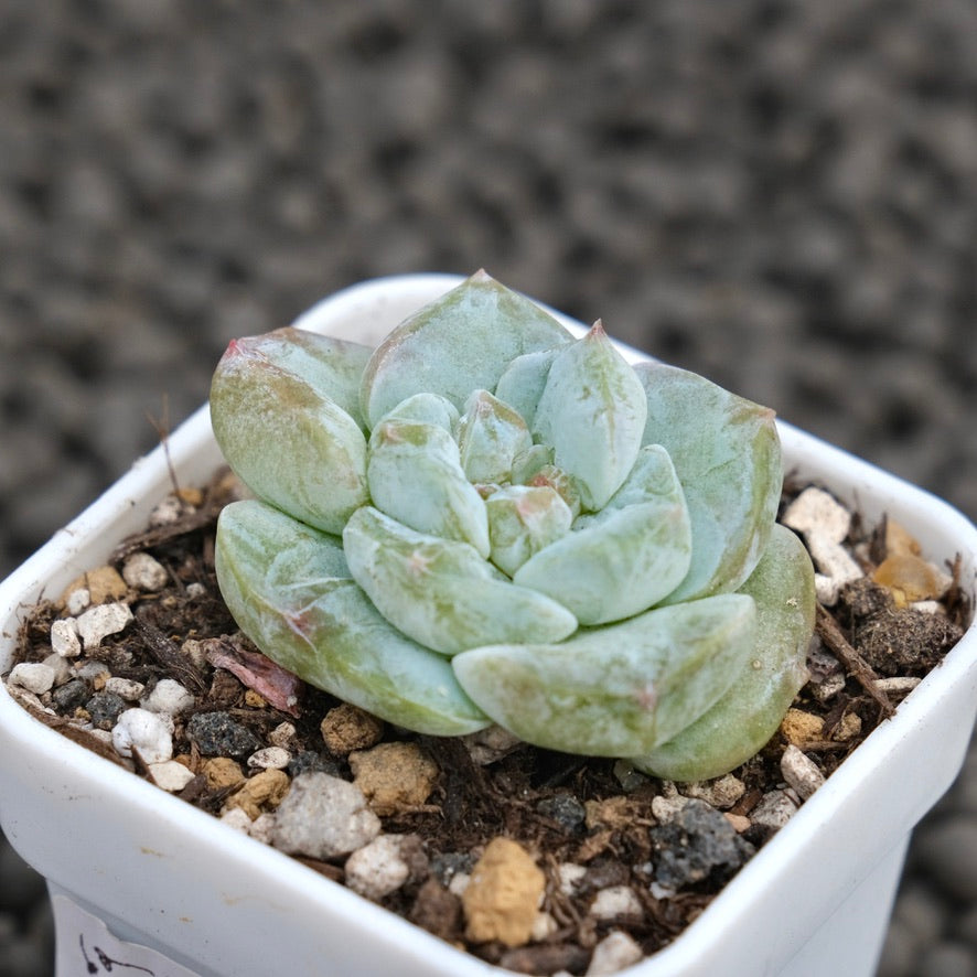 Monstrose Echeveria Icy Snow Succulent Plant