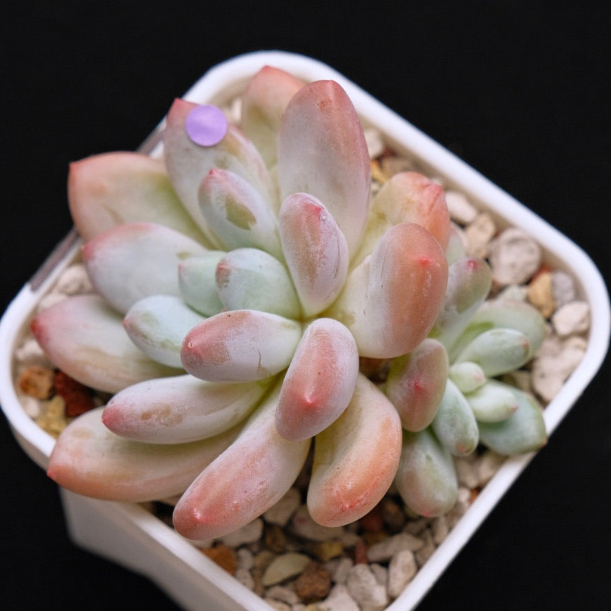 Pachyphytum Frevel Korean Succulent Plant