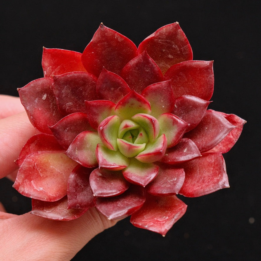 Echeveria Blood Sun Korean Succulent Plant *New*