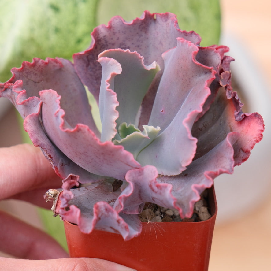 Dick Wright Echeveria hybrid Succulent Plant