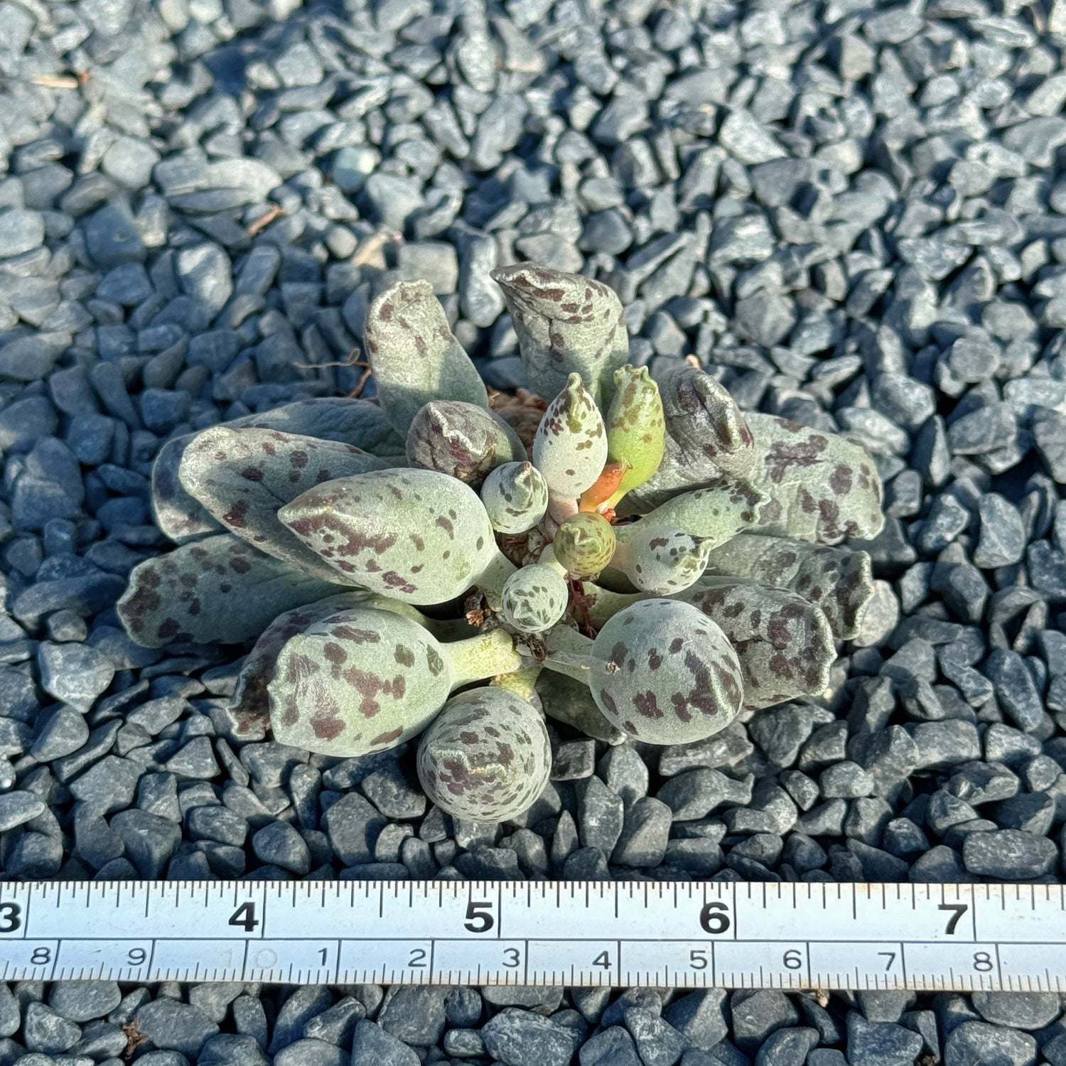 Adromischus cooperi Korean Succulent Plant