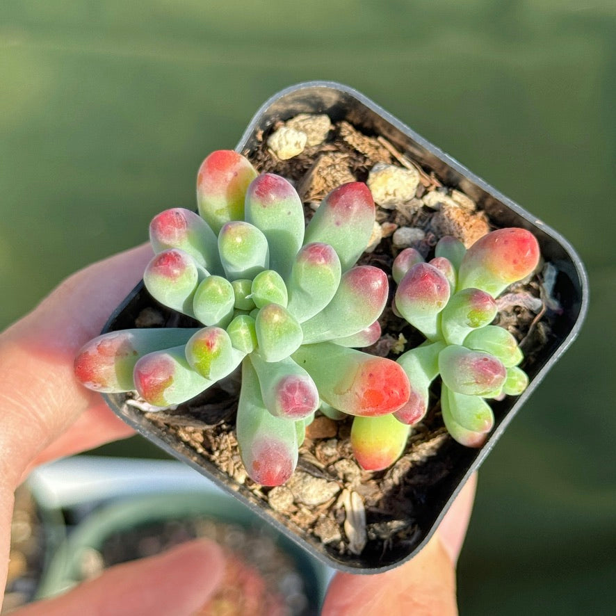 Sedum Salsa Succulent Plant