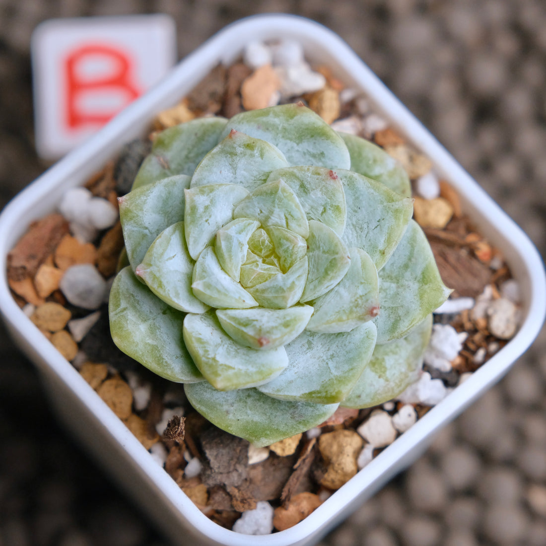 Echeveria Icy Snow (Monstrose) Imported Succulent Plant - B