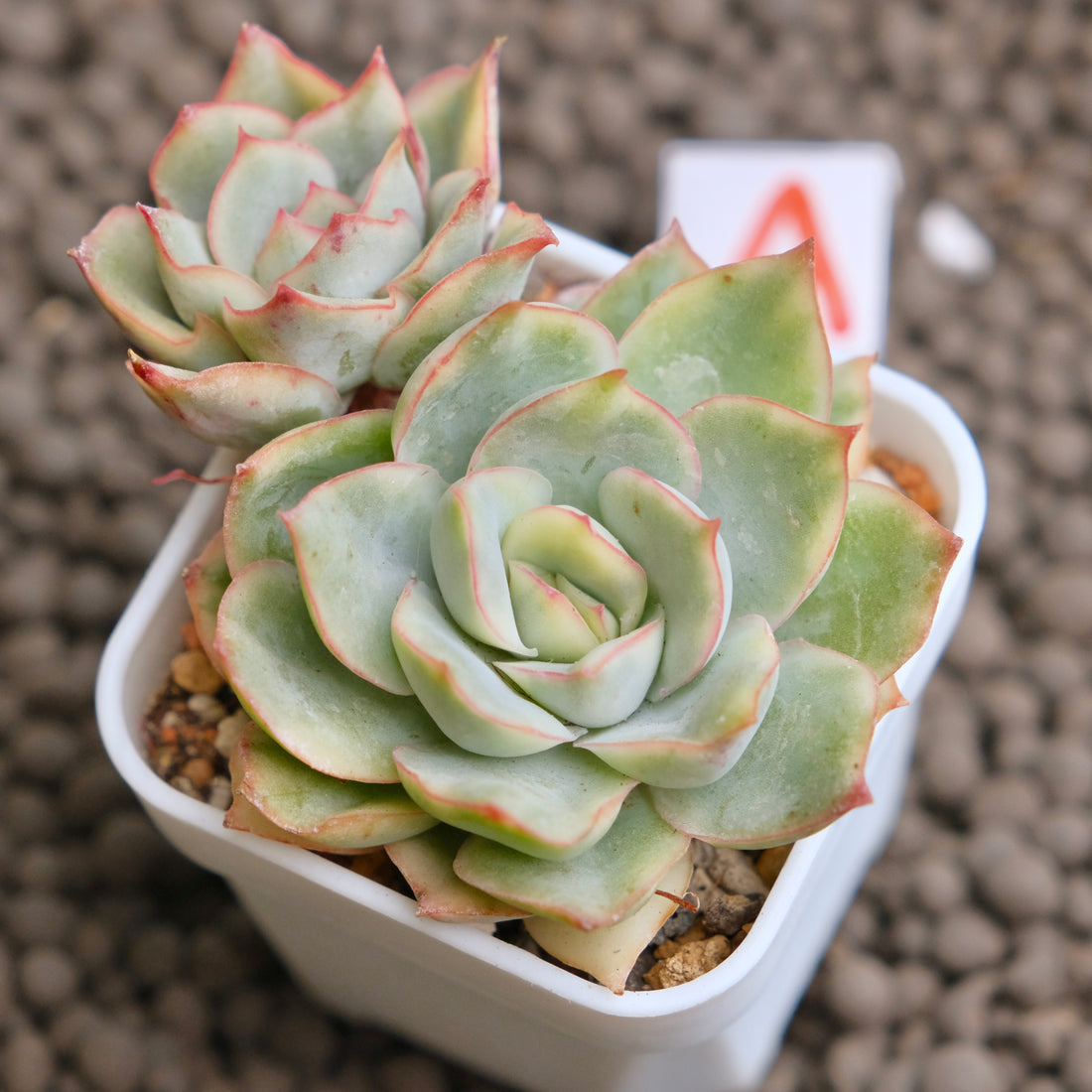 Variegated Echeveria Esther double Imported Succulent Plant - A