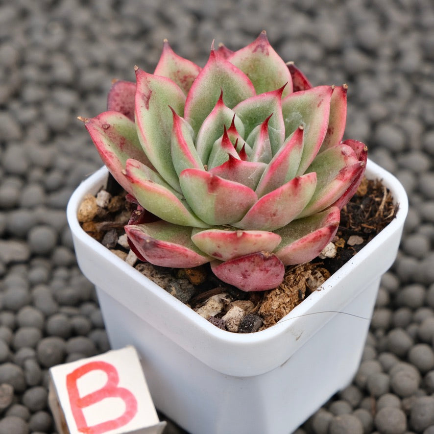 Echeveria Star Boss Imported Succulent Plant