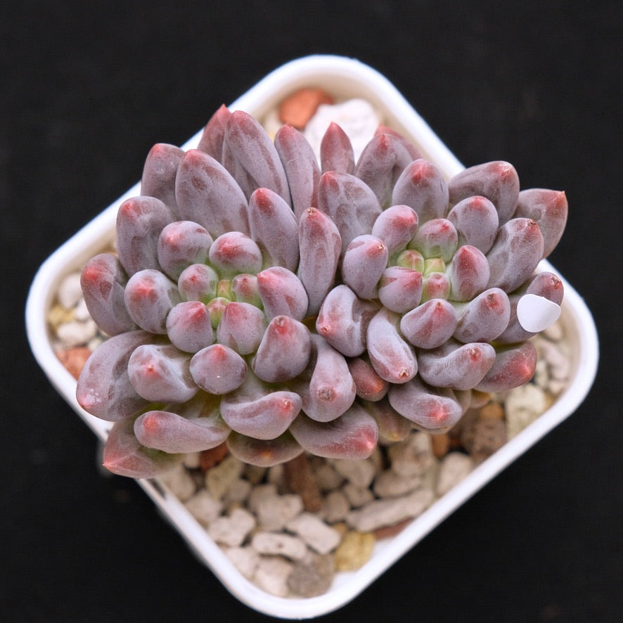 Pachyveria Angel Finger Korean Succulent Plant