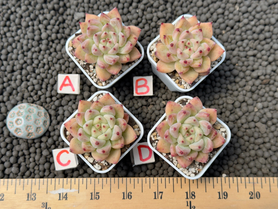 Echeveria Uriela Korean Succulent Plant Hwaga Hybrid