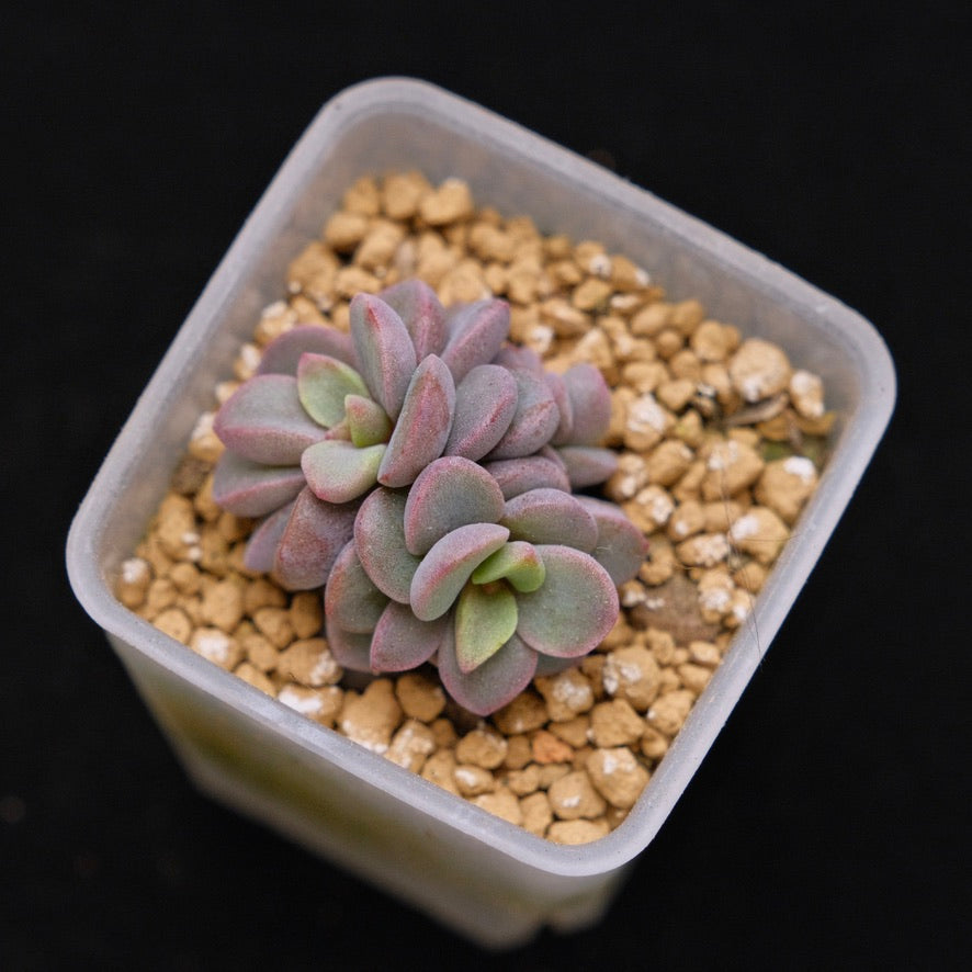 Pachyveria Rezry baby Korean Succulent Plant